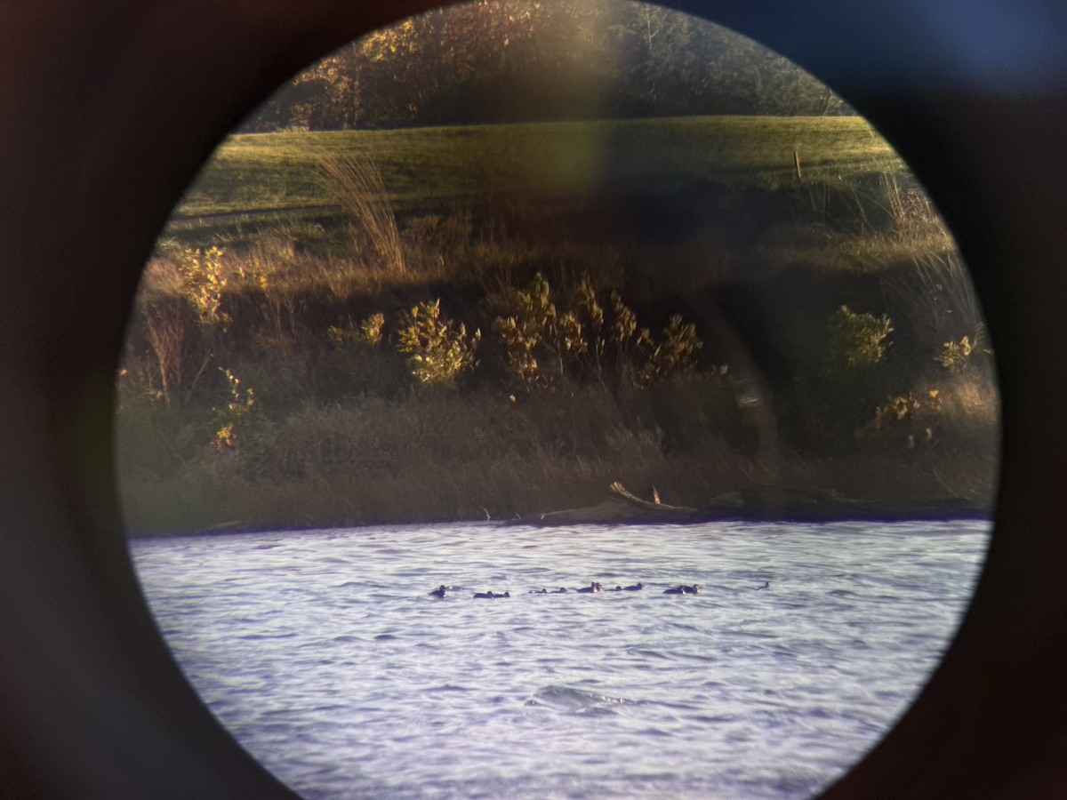 Pazifiktrauerente - ML644612138