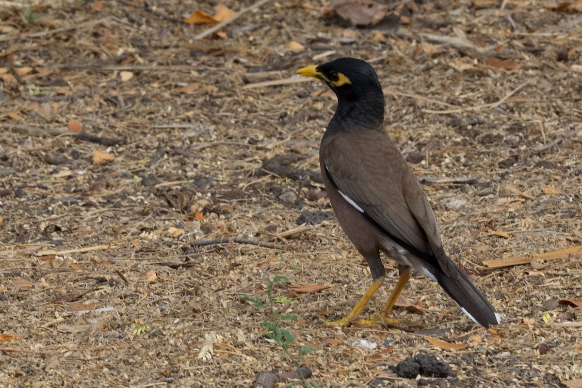 Hirtenmaina - ML644612139