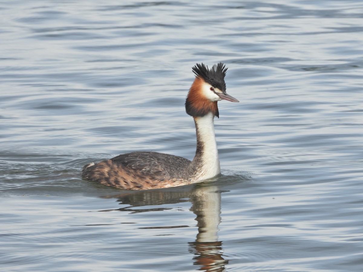 Haubentaucher - ML644612140