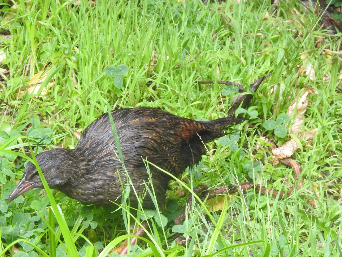 Wekaralle - ML644612141