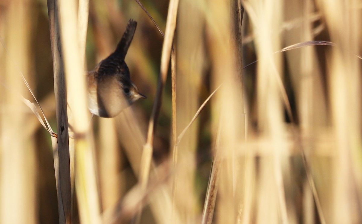 Seggenzaunkönig - ML644612144