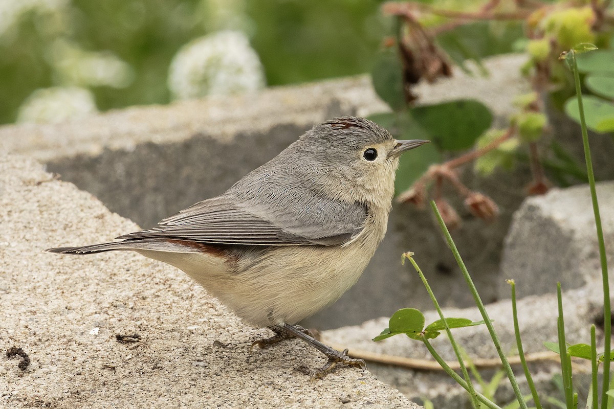 Lucy's Warbler - ML644612145