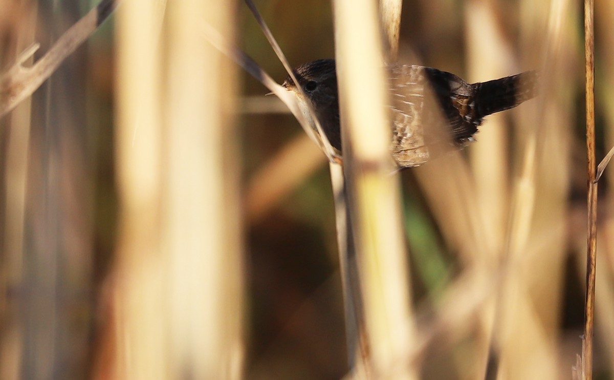 Seggenzaunkönig - ML644612146