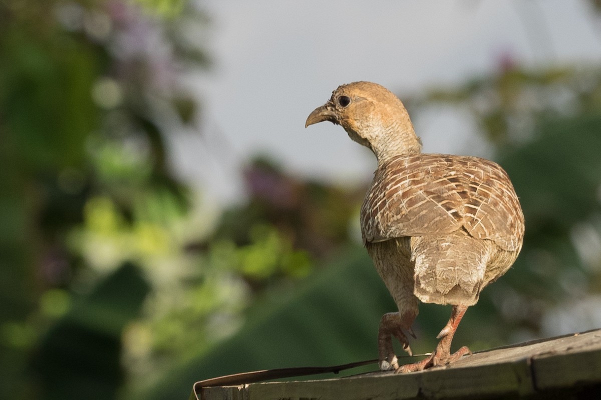 Wachtelfrankolin - ML644612147