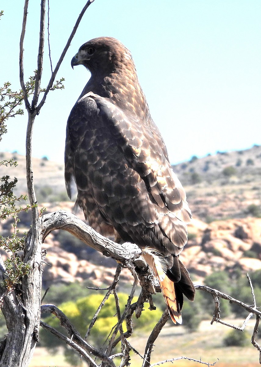 Rotschwanzbussard - ML644612148