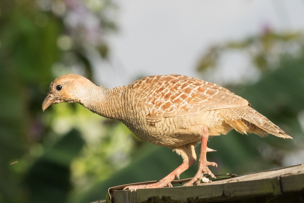 Wachtelfrankolin - ML644612149