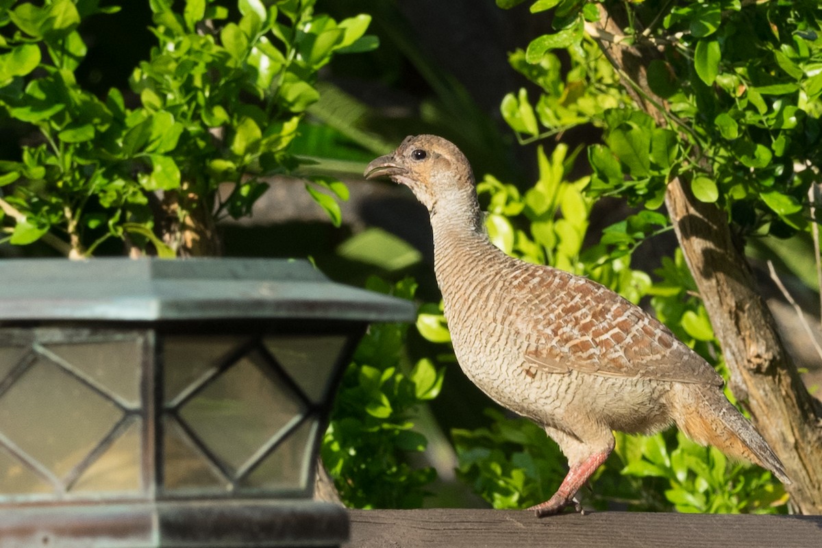 Wachtelfrankolin - ML644612150