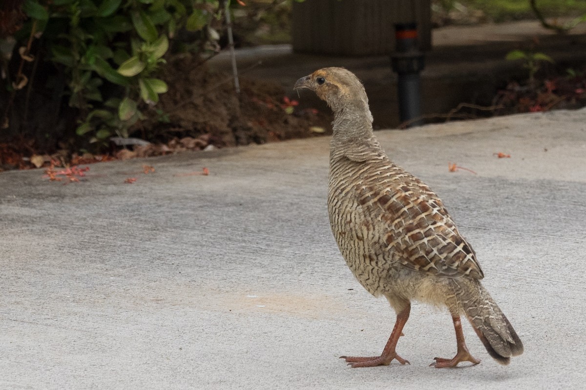 Wachtelfrankolin - ML644612151