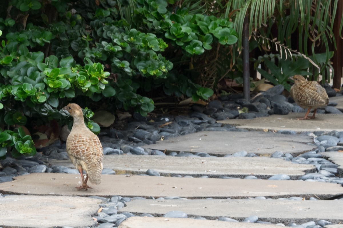 Wachtelfrankolin - ML644612152