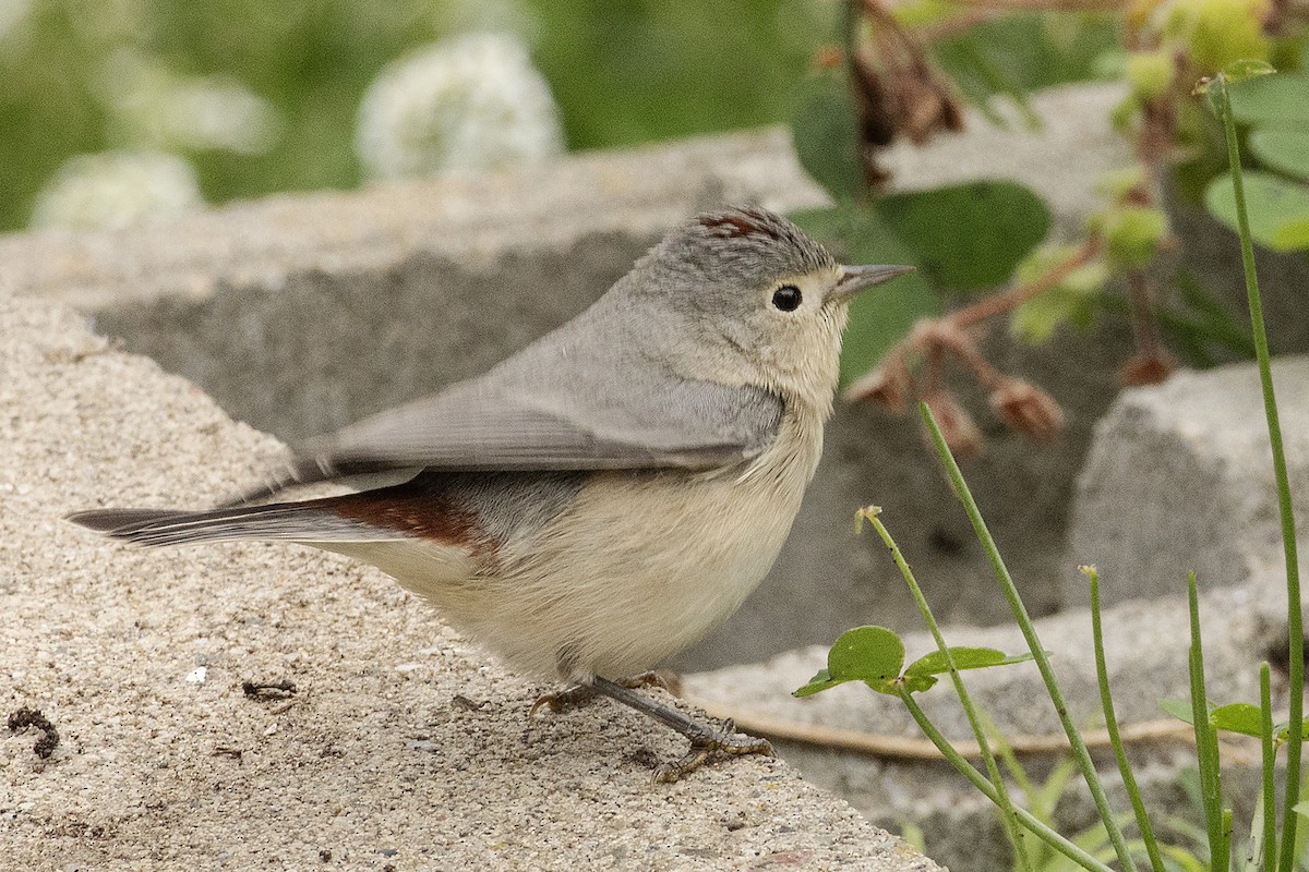 Lucy's Warbler - ML644612153