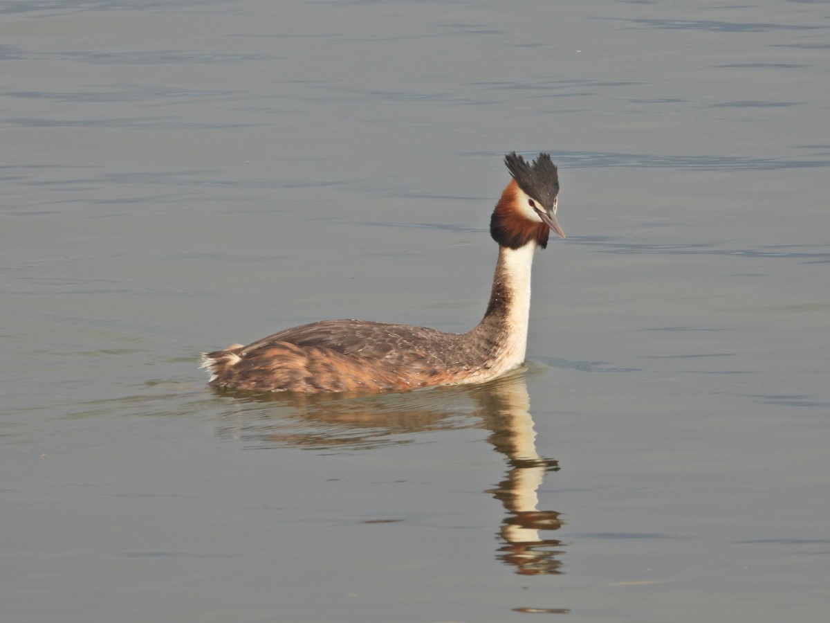 Haubentaucher - ML644612154