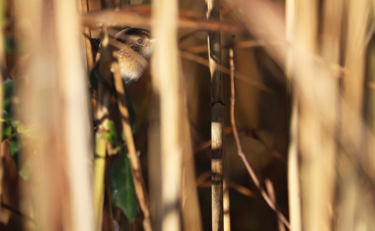 Seggenzaunkönig - ML644612155