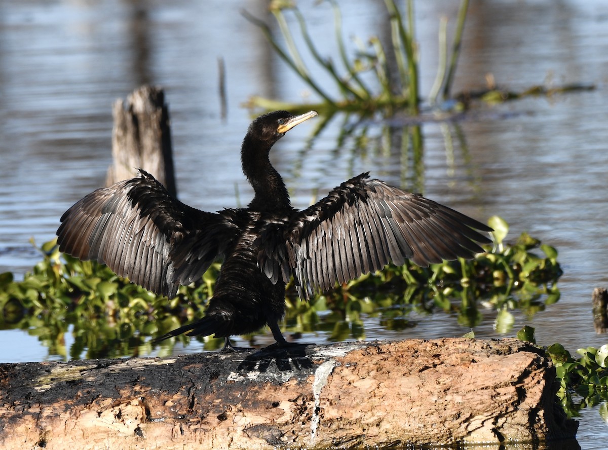 Ohrenscharbe - ML644612156