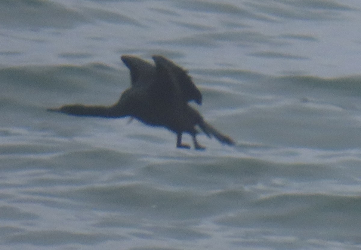 Meerscharbe - ML644612158