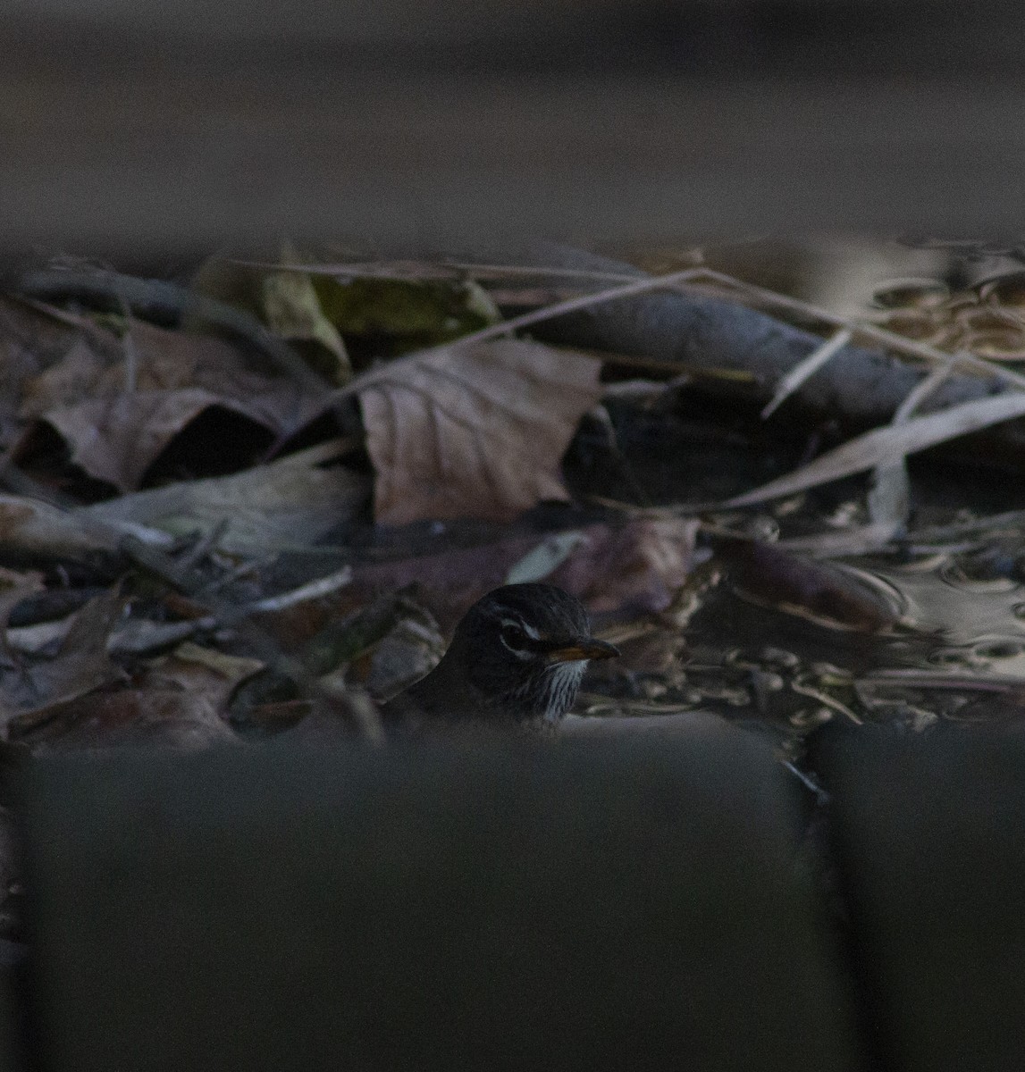 American Robin - ML644612162