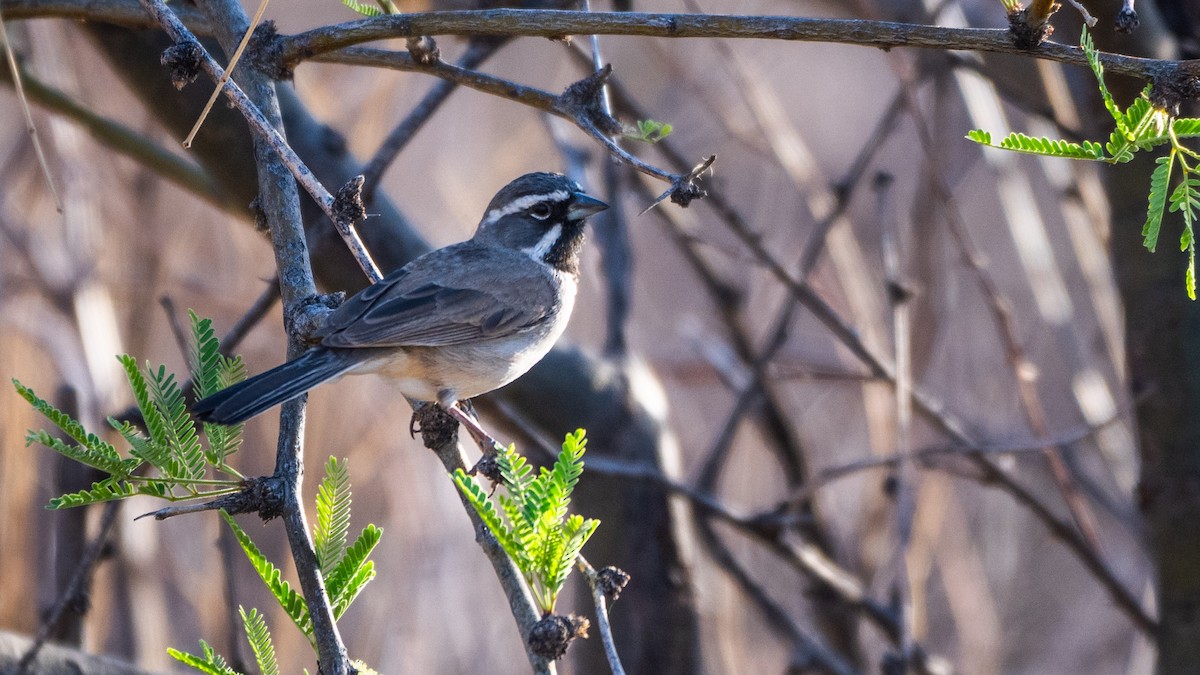 Black-throated Sparrow - ML644612163