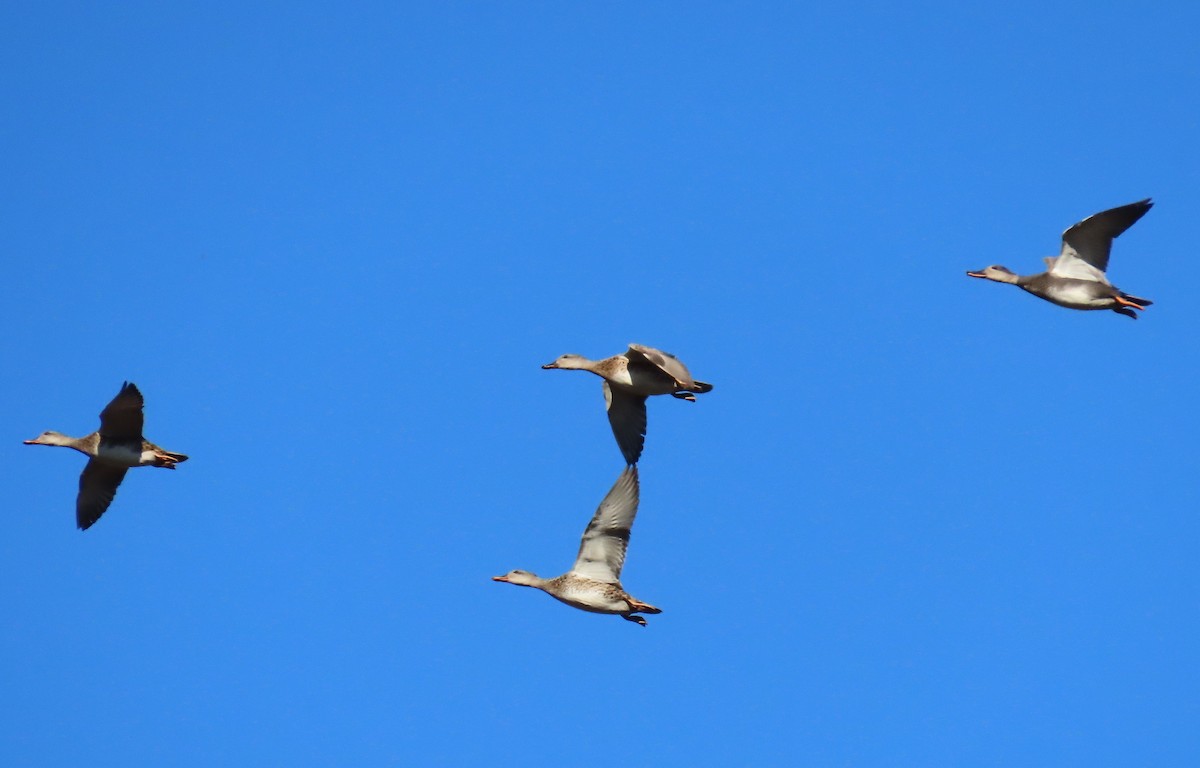 Gadwall - ML644612168