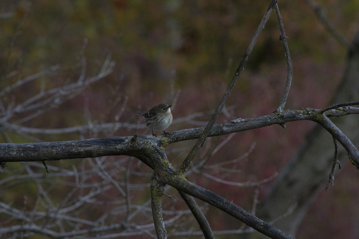 Yellow-rumped Warbler - ML644612173