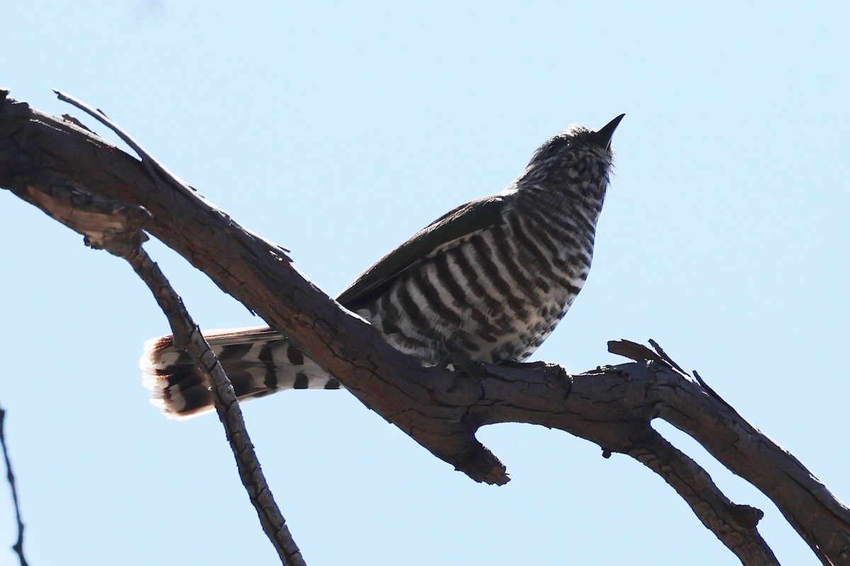 Shining Bronze-Cuckoo - ML644612185