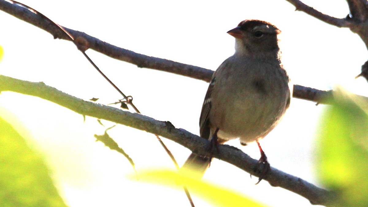 strnadec bělopásý - ML644612196