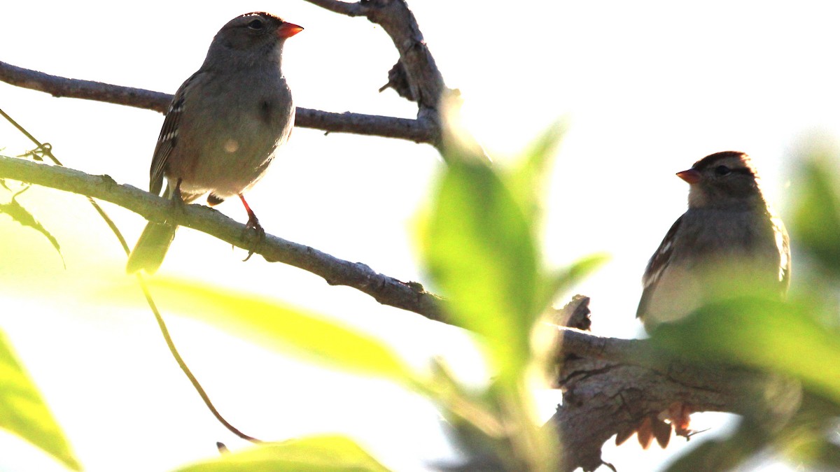 strnadec bělopásý - ML644612197