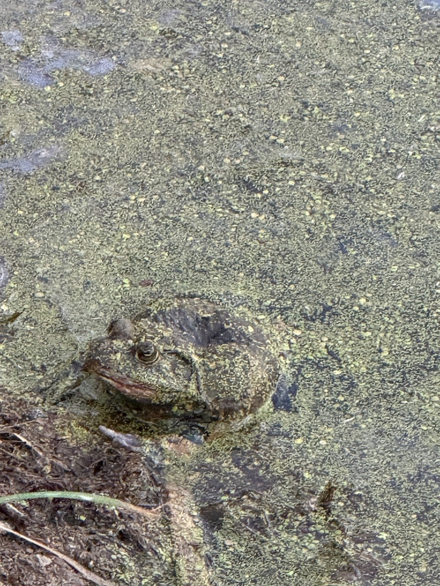 American Bullfrog - ML644612200