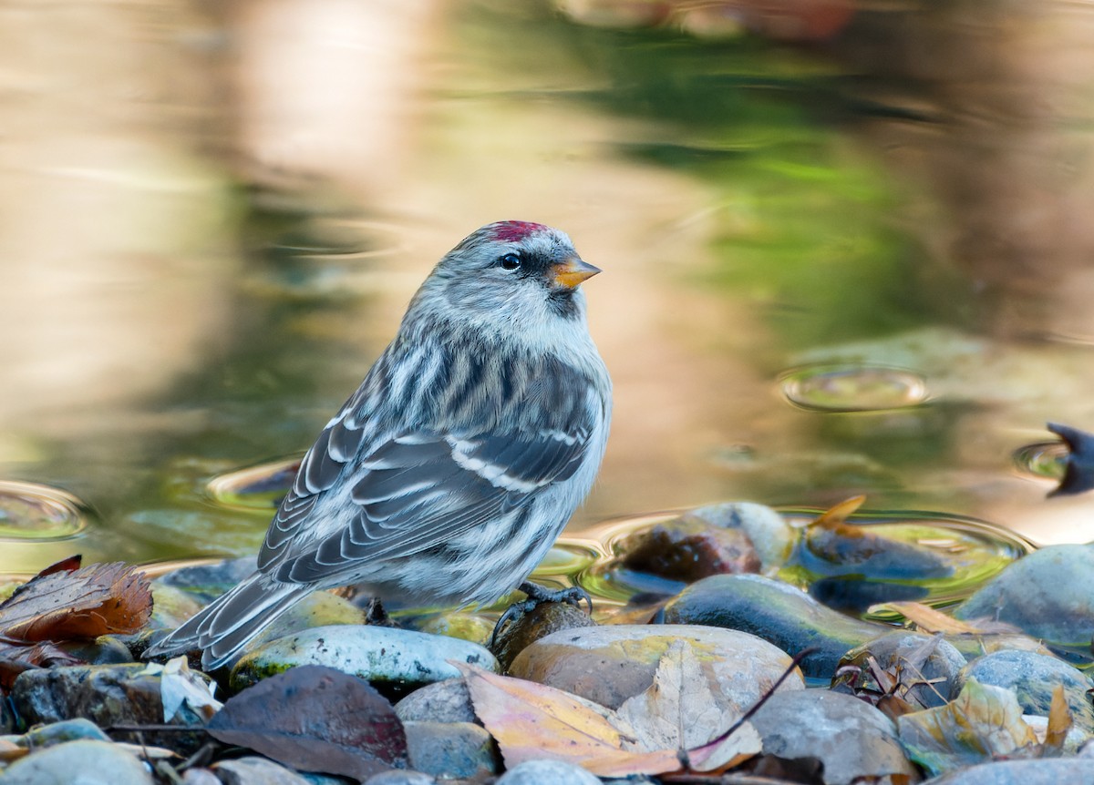 čečetka zimní - ML644612202