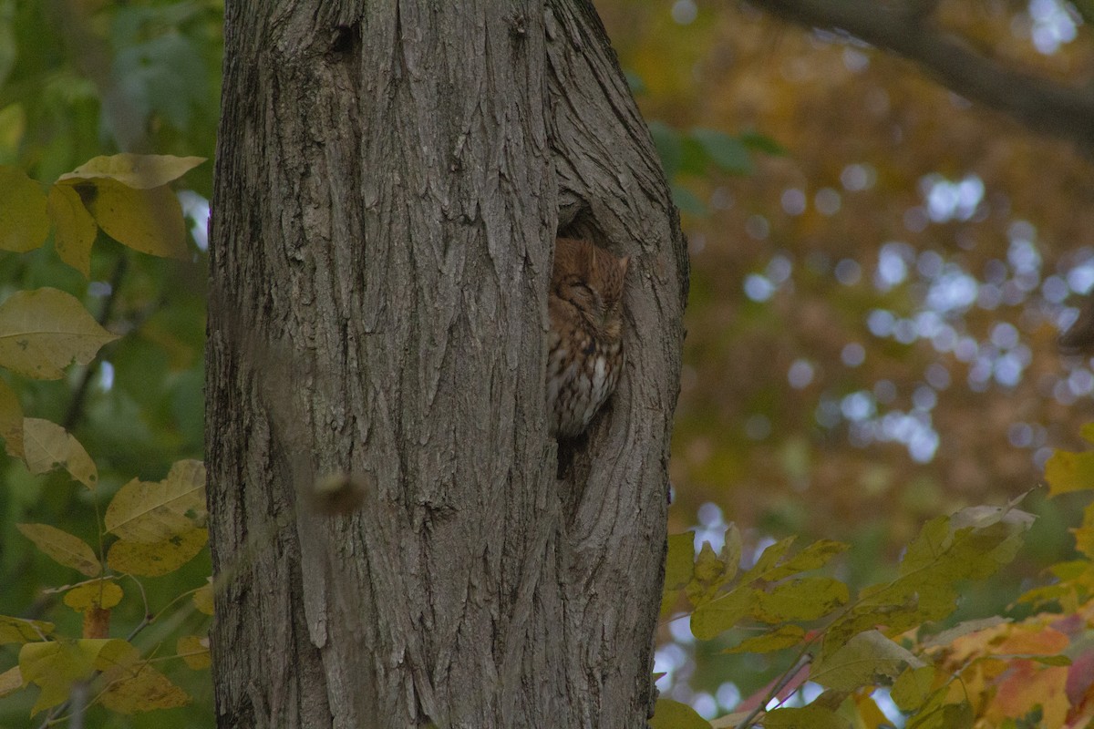 Eastern Screech-Owl - ML644612203
