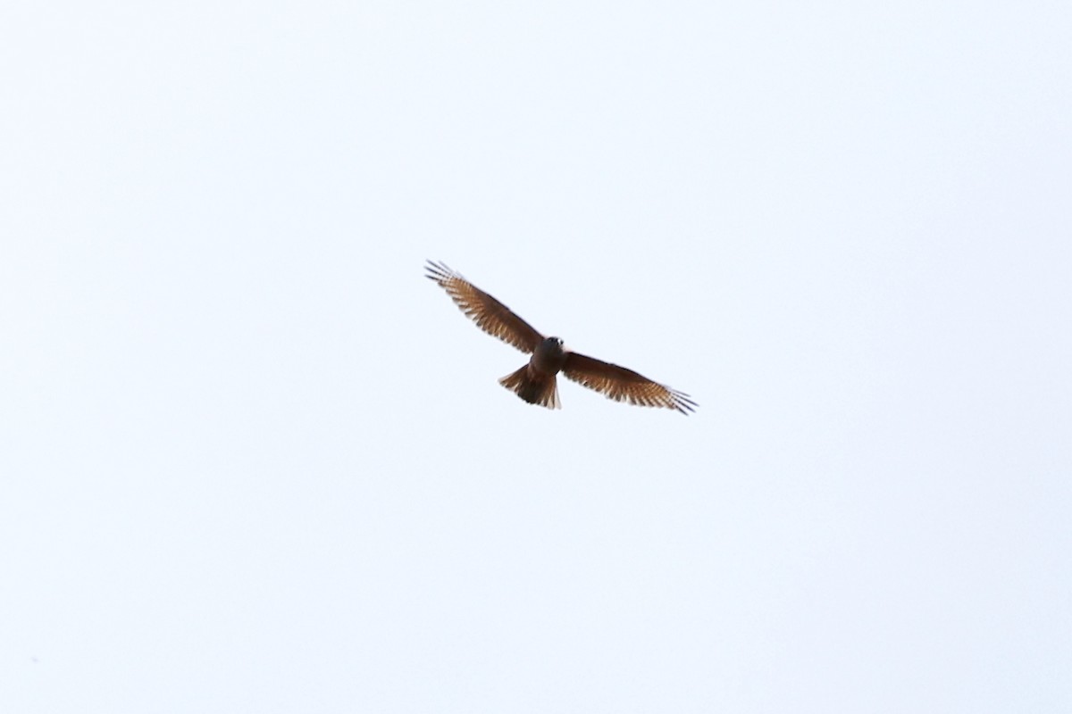 アカハラオオタカ - ML644612211