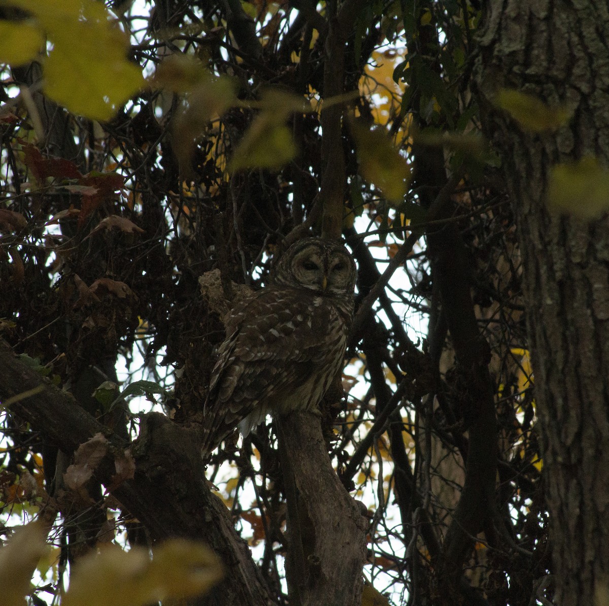 Barred Owl - ML644612214