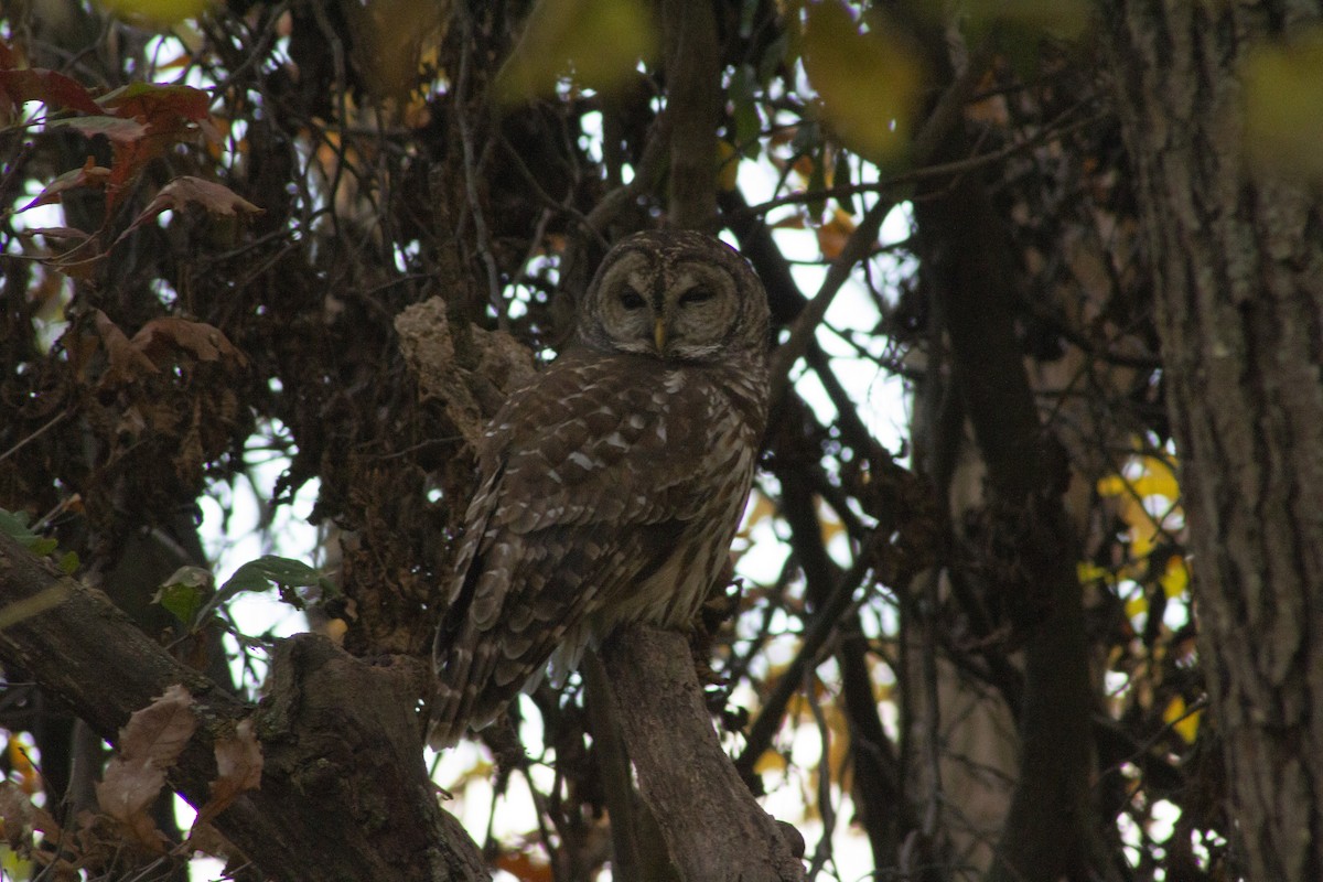 Barred Owl - ML644612215