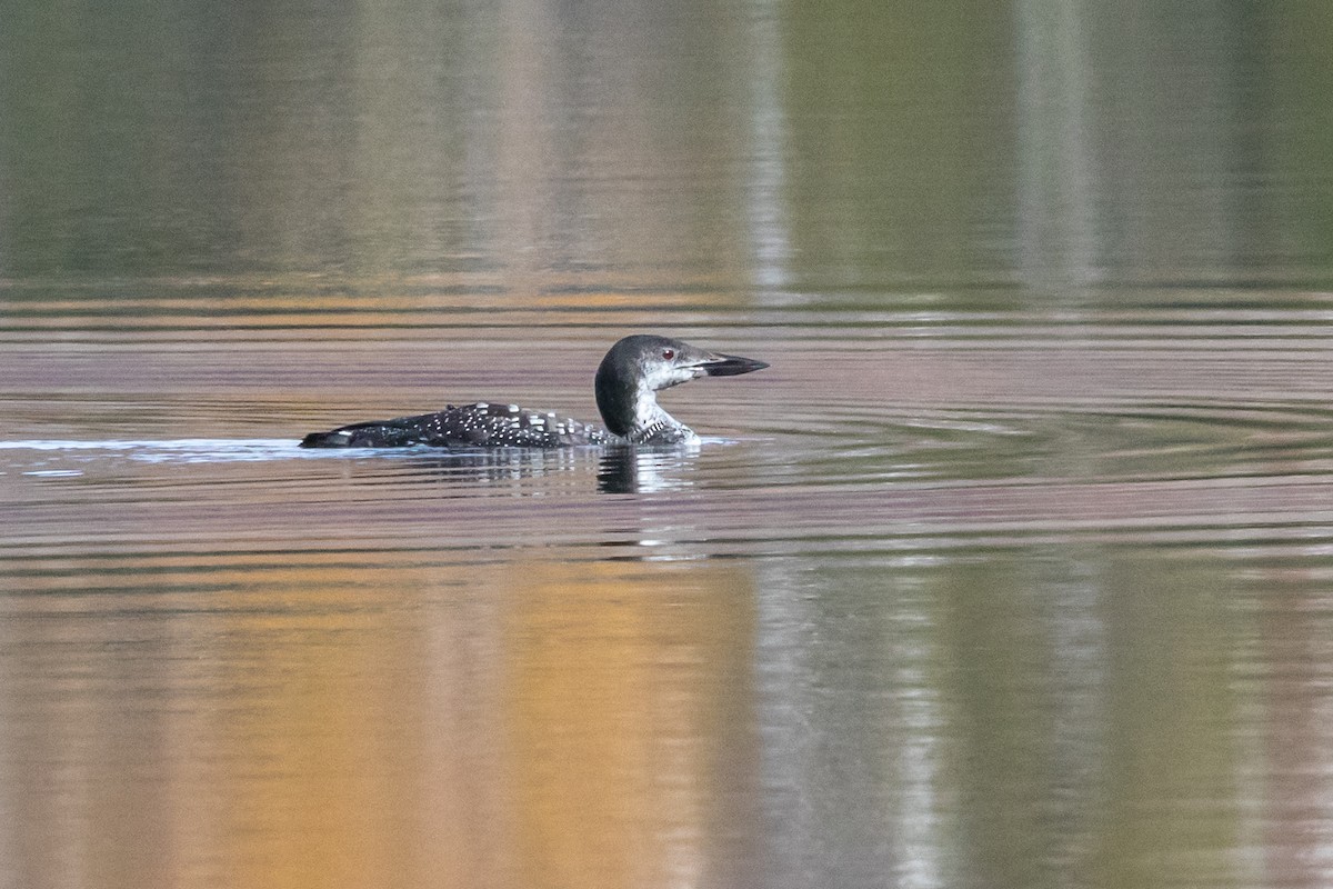 Common Loon - ML644612226