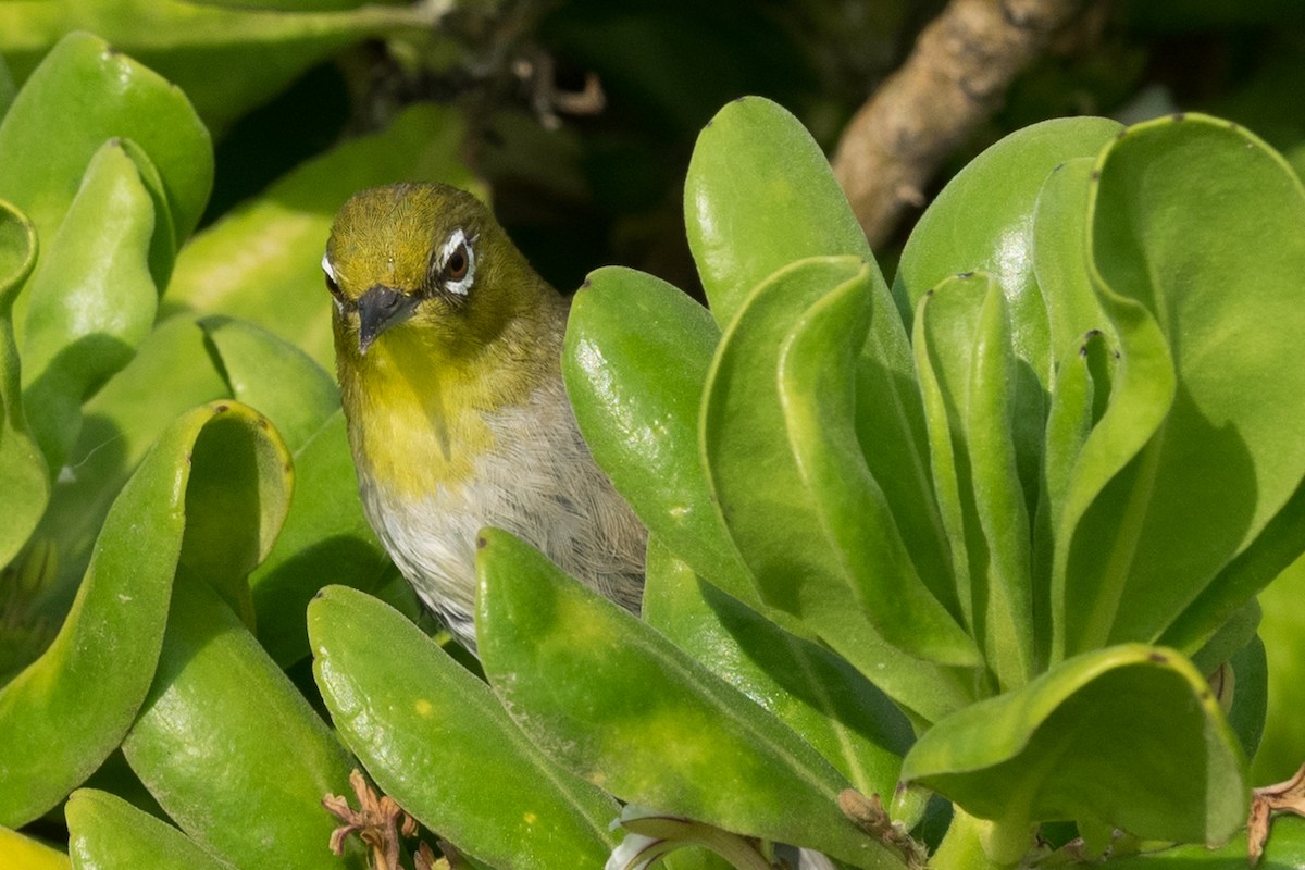 Anteojitos Japonés - ML644612227