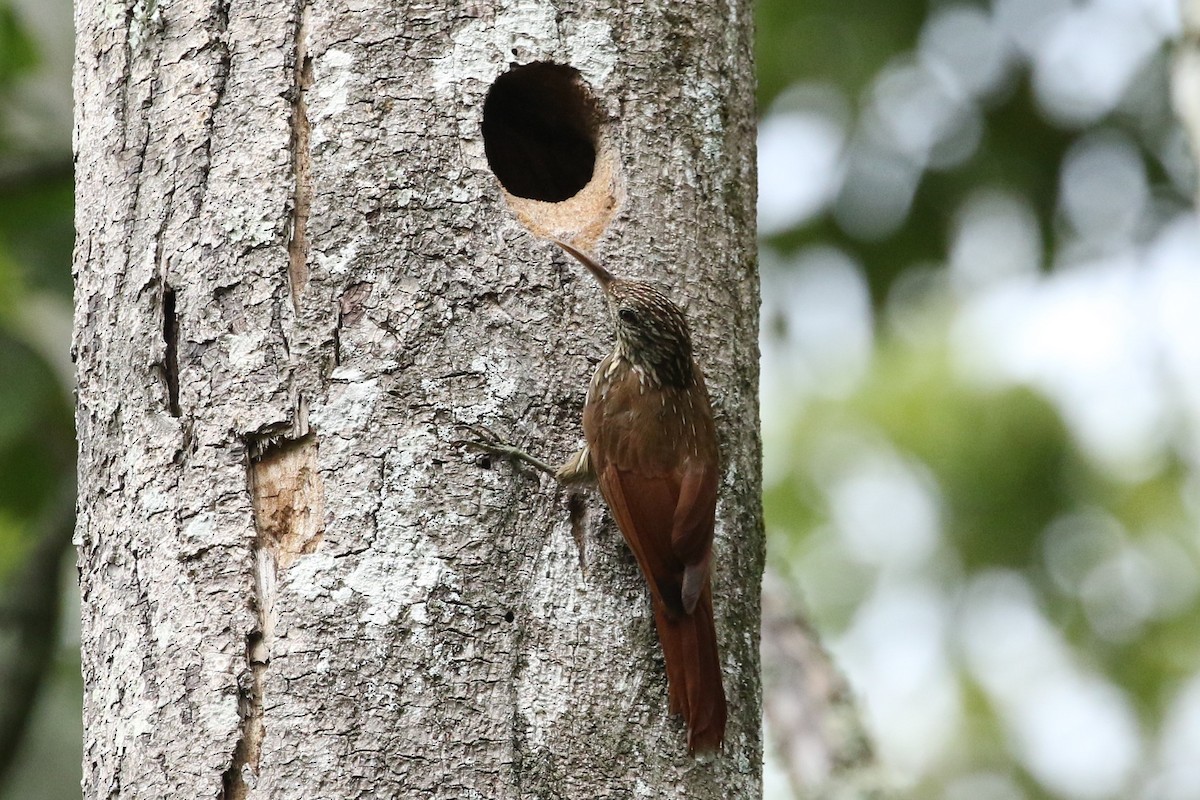 Streak-headed Woodcreeper - ML644612230