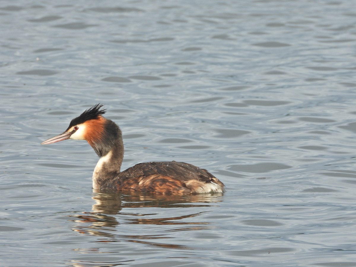 Отгот шунгуур - ML644612235