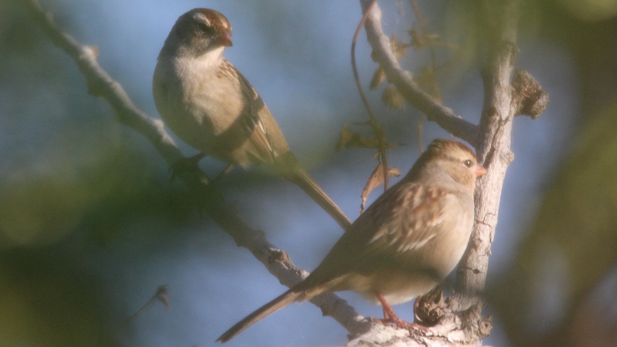 strnadec bělopásý - ML644612238