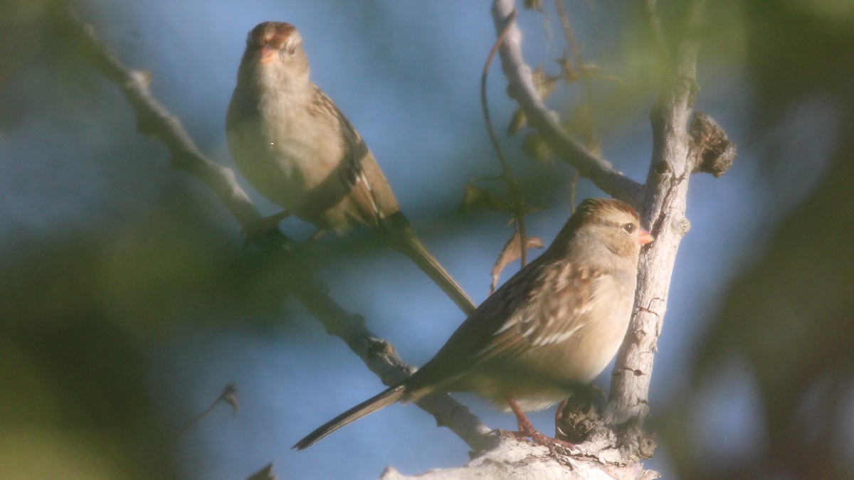 strnadec bělopásý - ML644612239