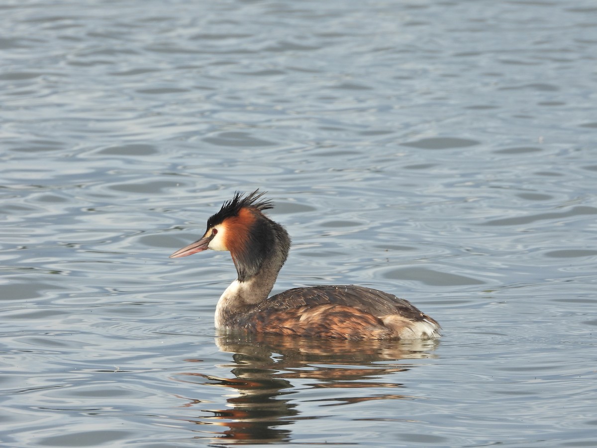 Отгот шунгуур - ML644612251