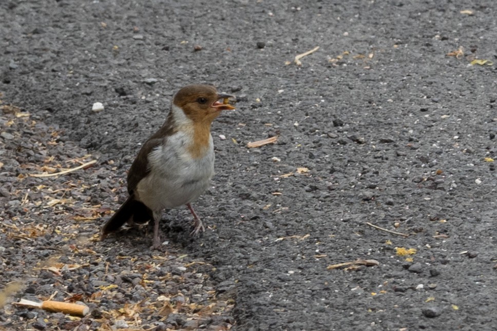 Yellow-billed Cardinal - ML644612253