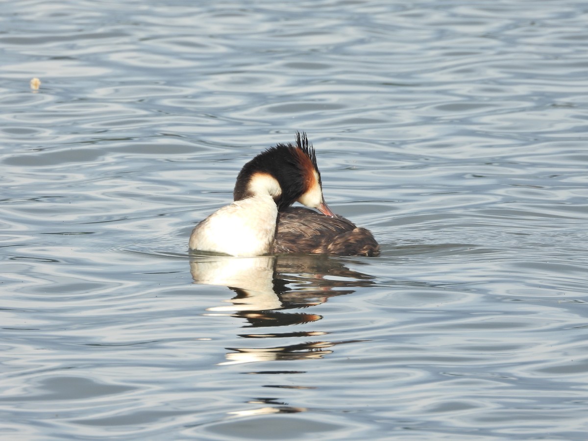 Отгот шунгуур - ML644612272