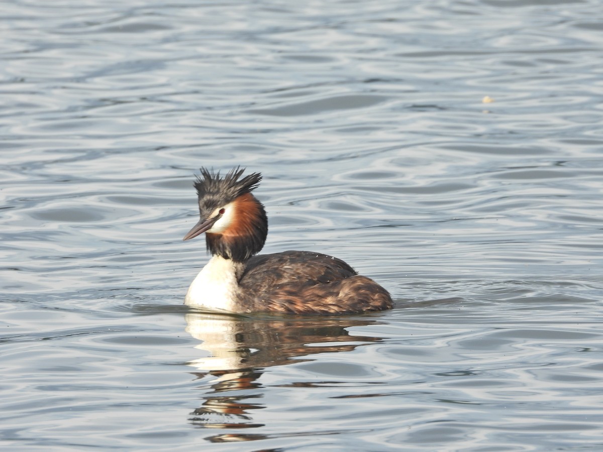 Отгот шунгуур - ML644612298