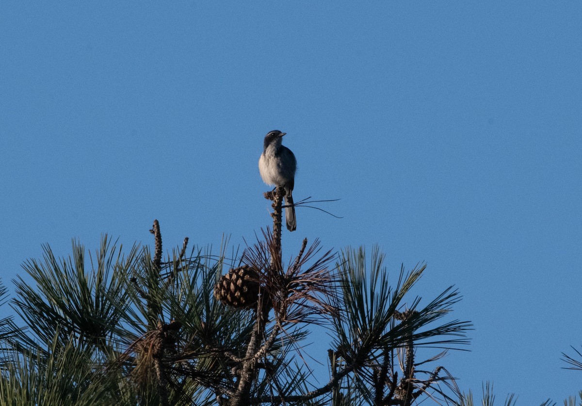 sojka západní - ML644612305