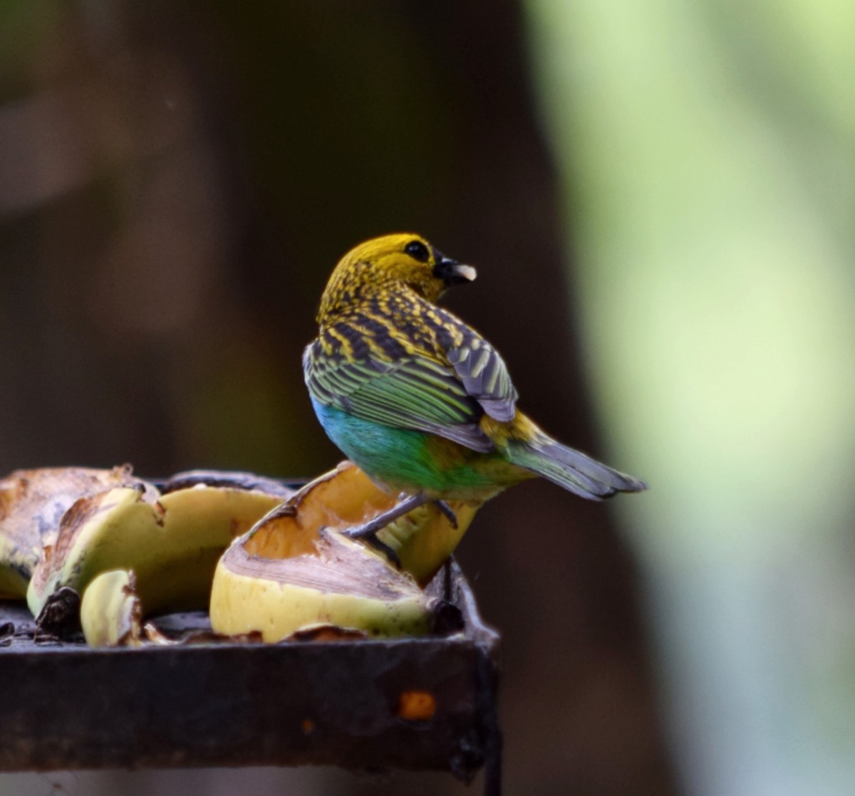 Gilt-edged Tanager - ML644612317