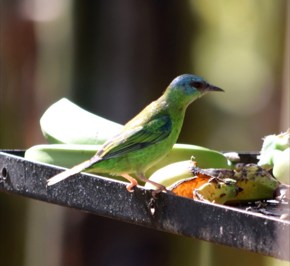 Blue Dacnis - ML644612326
