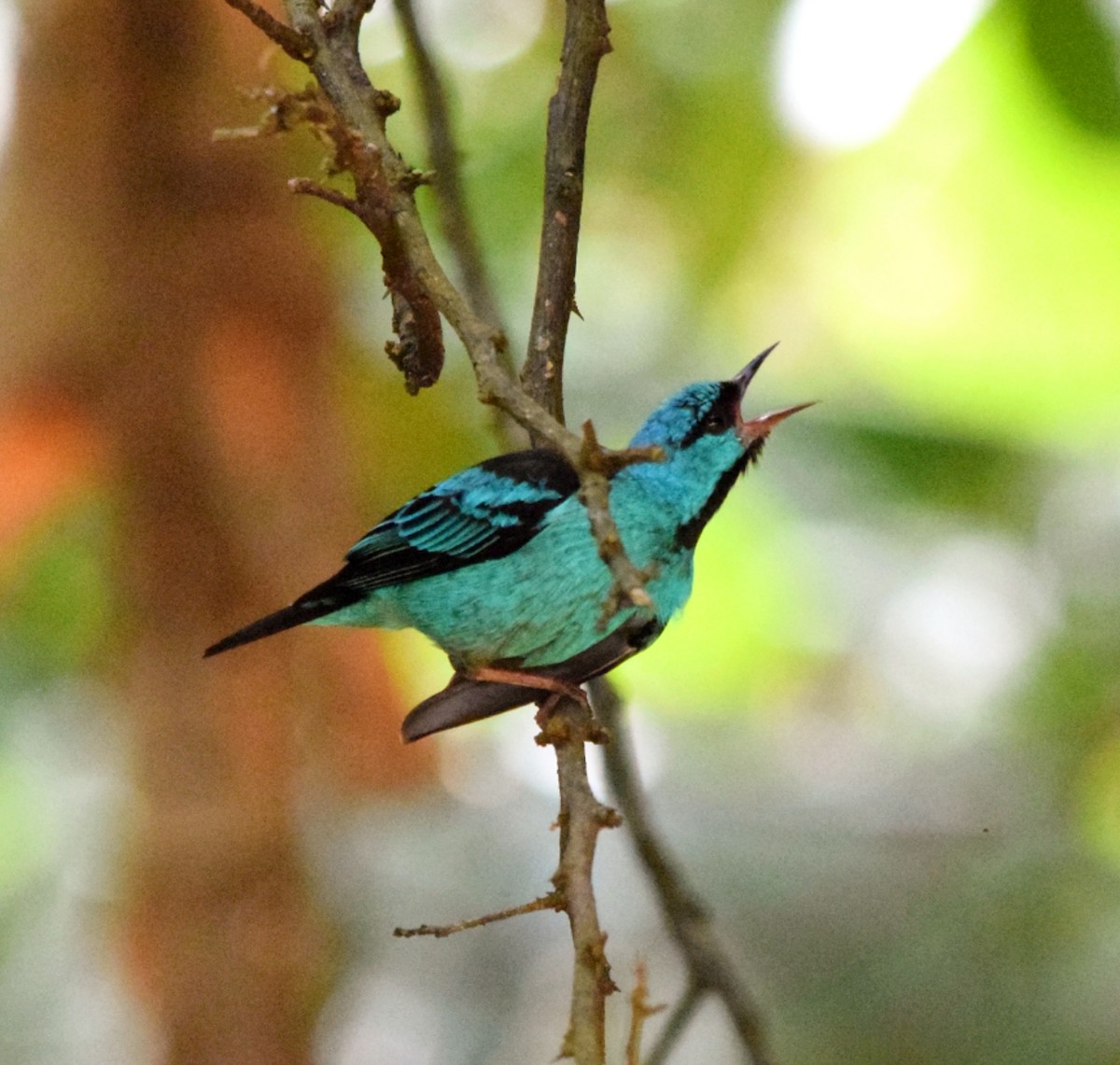 Blue Dacnis - ML644612327