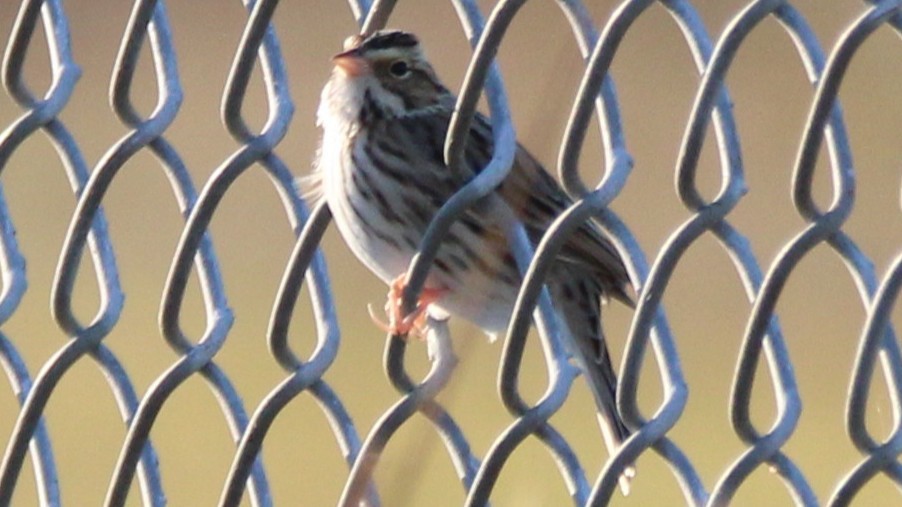 strnadec luční - ML644612328