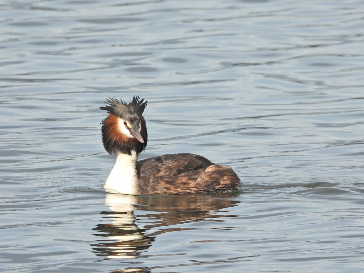 Отгот шунгуур - ML644612341