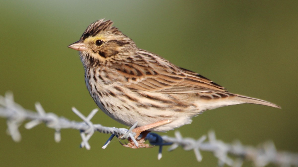 strnadec luční - ML644612361