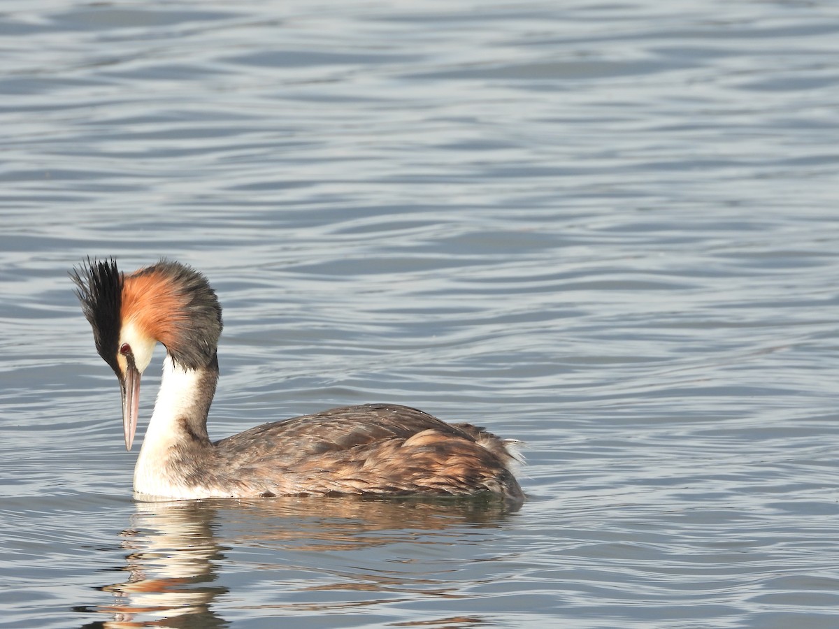 Отгот шунгуур - ML644612364