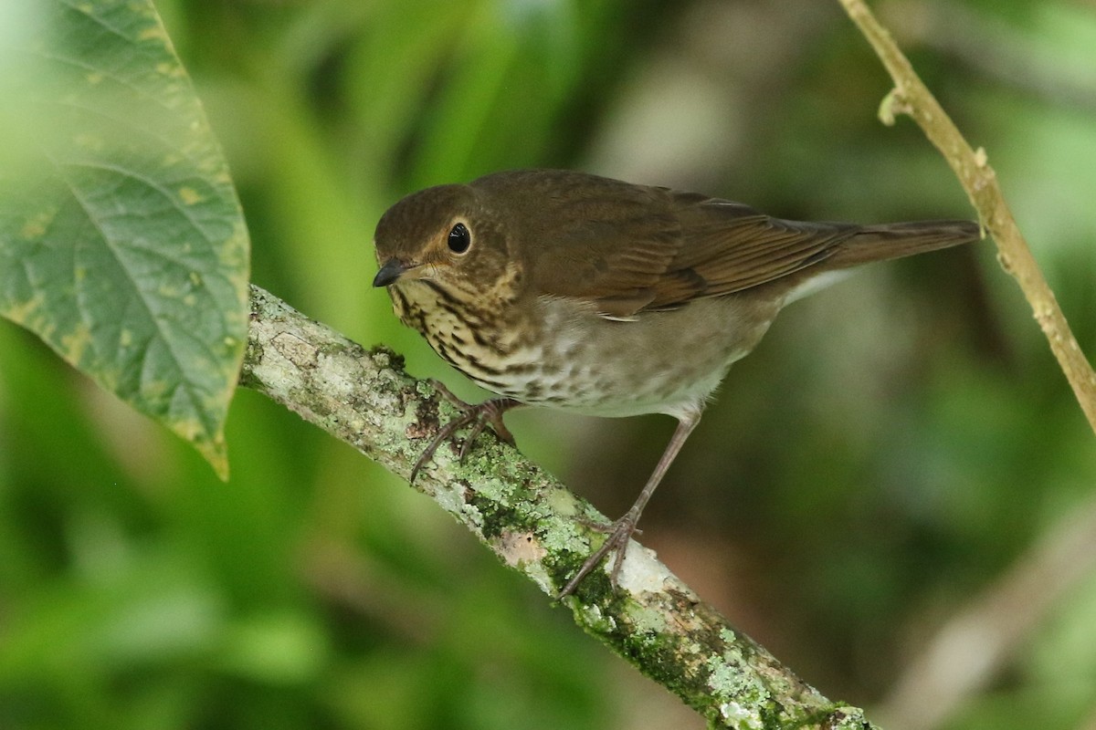Swainson's Thrush - ML644612373